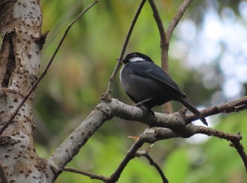 Japanese Tit(nigriloris) Ishigaki Island Thu, 1/28/2021