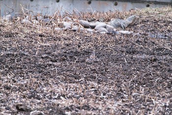 2021年1月28日(木) 北本自然観察公園の野鳥観察記録