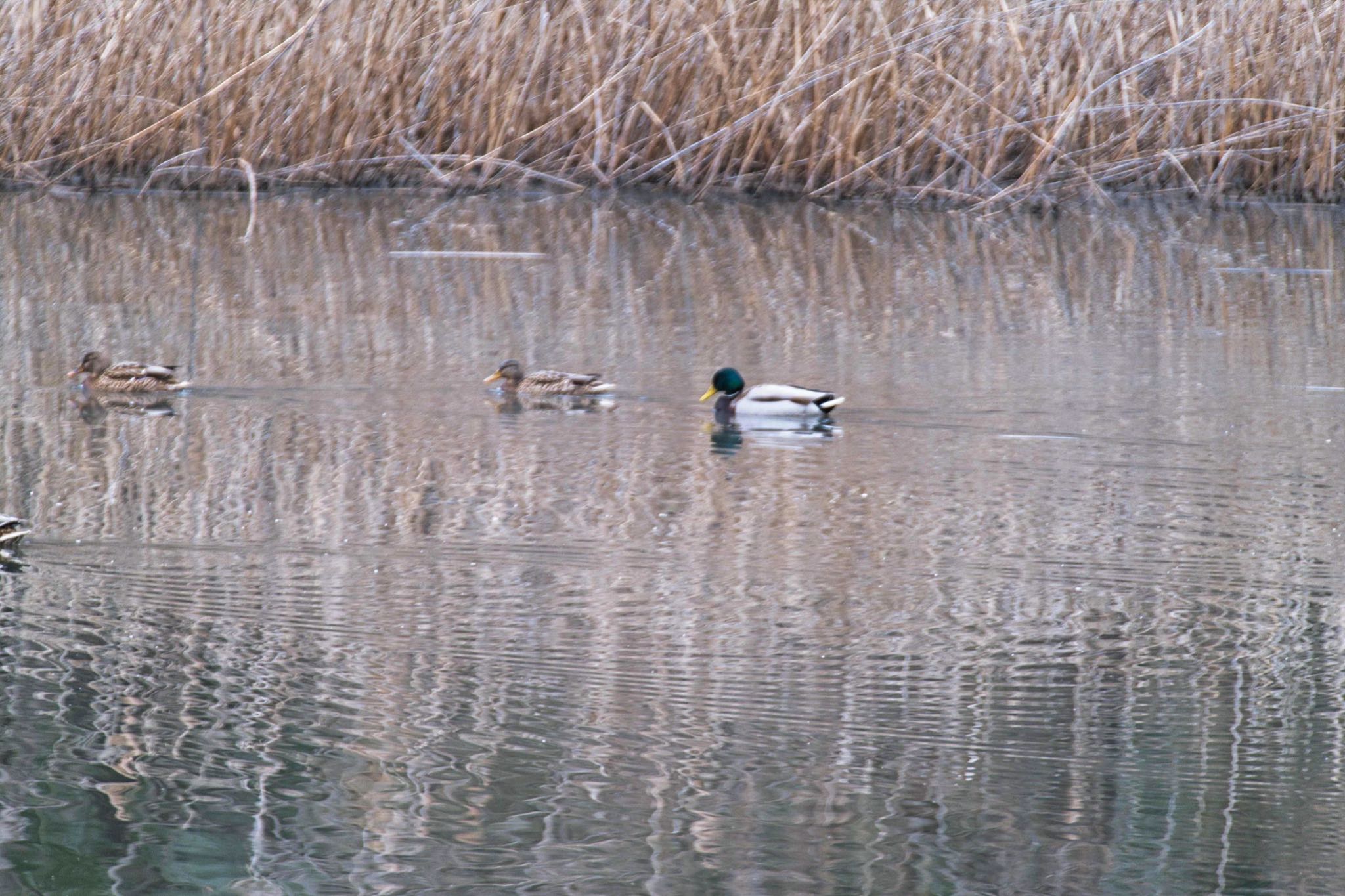 北本自然観察公園 マガモの写真 by あおじさん