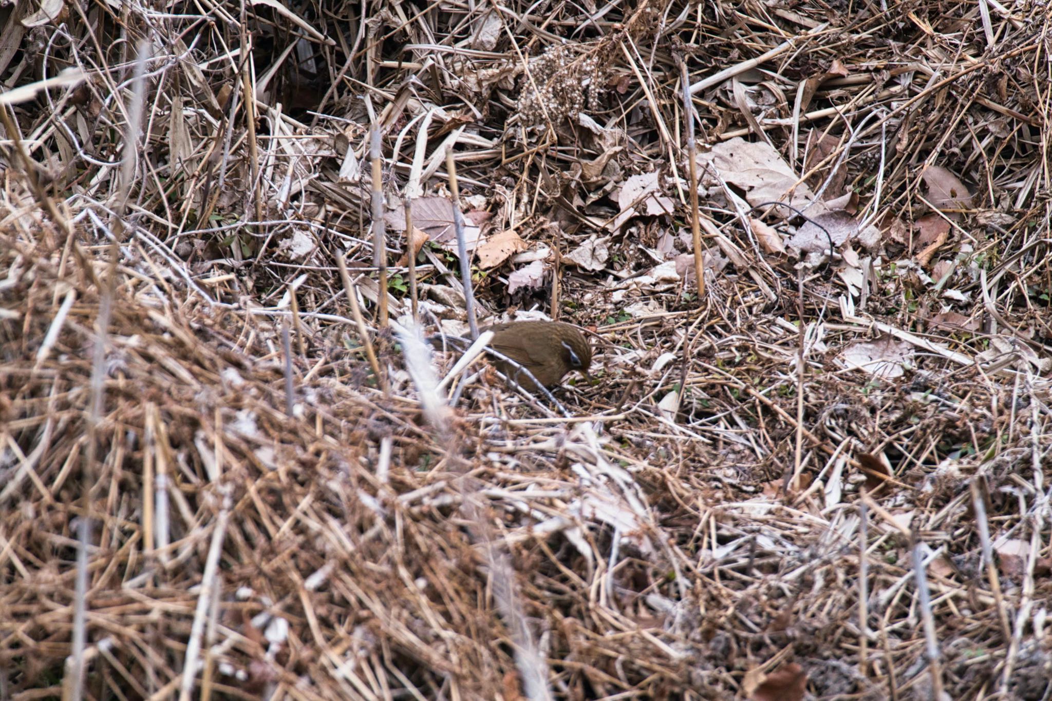 北本自然観察公園 ガビチョウの写真 by あおじさん