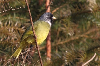 Collared Finchbill 咸宁市 西涼湖 Sun, 1/24/2021