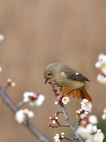 Daurian Redstart Unknown Spots Thu, 1/28/2021