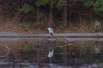 Sun, 1/17/2021 Birding report at 千葉市平和公園