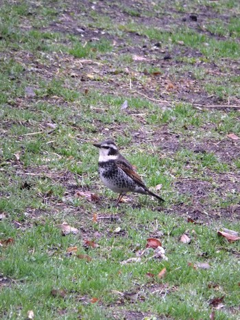 Dusky Thrush Mitsuike Park Thu, 1/28/2021