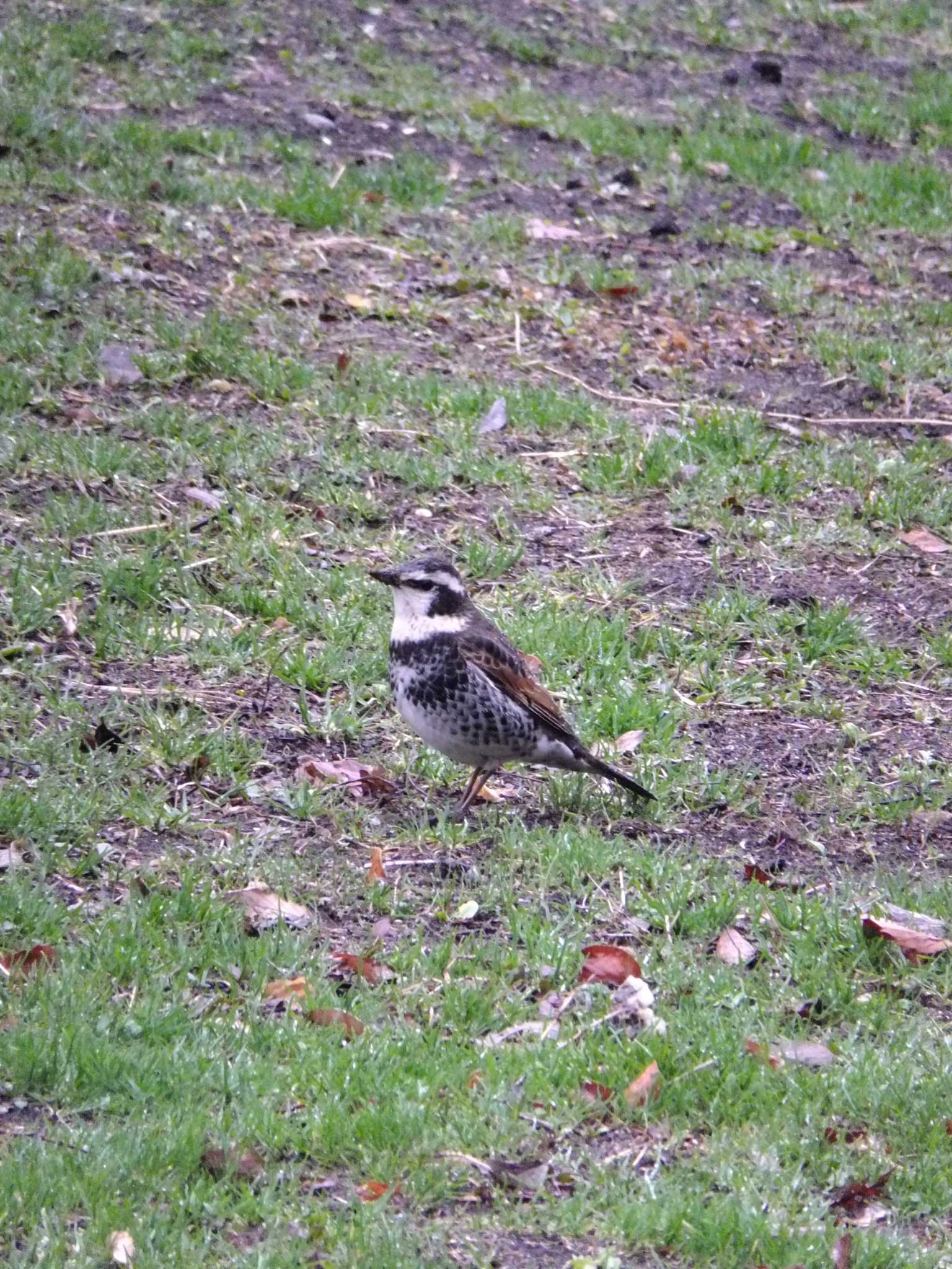 Photo of Dusky Thrush at Mitsuike Park by 丁稚