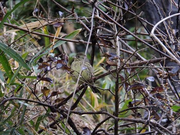 Masked Bunting Mitsuike Park Thu, 1/28/2021