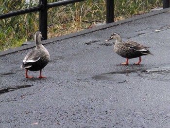 Eastern Spot-billed Duck Mitsuike Park Thu, 1/28/2021