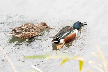 ハシビロガモ 三ツ池公園(横浜市鶴見区) 2021年1月28日(木)