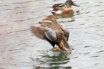 ハシビロガモ 三ツ池公園(横浜市鶴見区) 2021年1月28日(木)