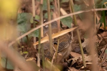 シロハラ 三ツ池公園(横浜市鶴見区) 2021年1月28日(木)