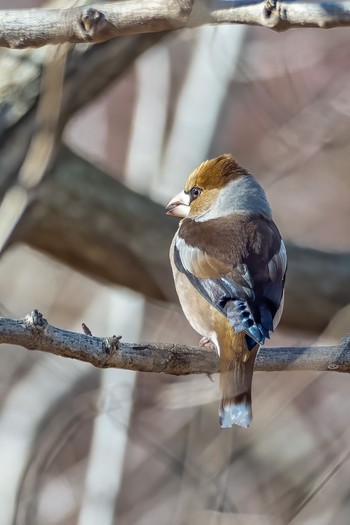 Hawfinch Komiya Park Sun, 2/9/2020