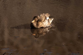 オカヨシガモ 三ツ池公園(横浜市鶴見区) 2021年1月25日(月)