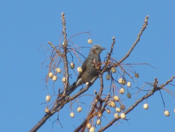 Unknown Species 淀川河川公園 Unknown Date