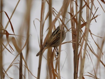 2021年1月28日(木) 多摩川の野鳥観察記録