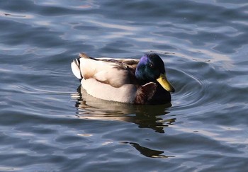 マガモ 狭山湖 2016年12月18日(日)