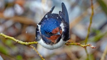 Sun, 3/29/2020 Birding report at 恩田川