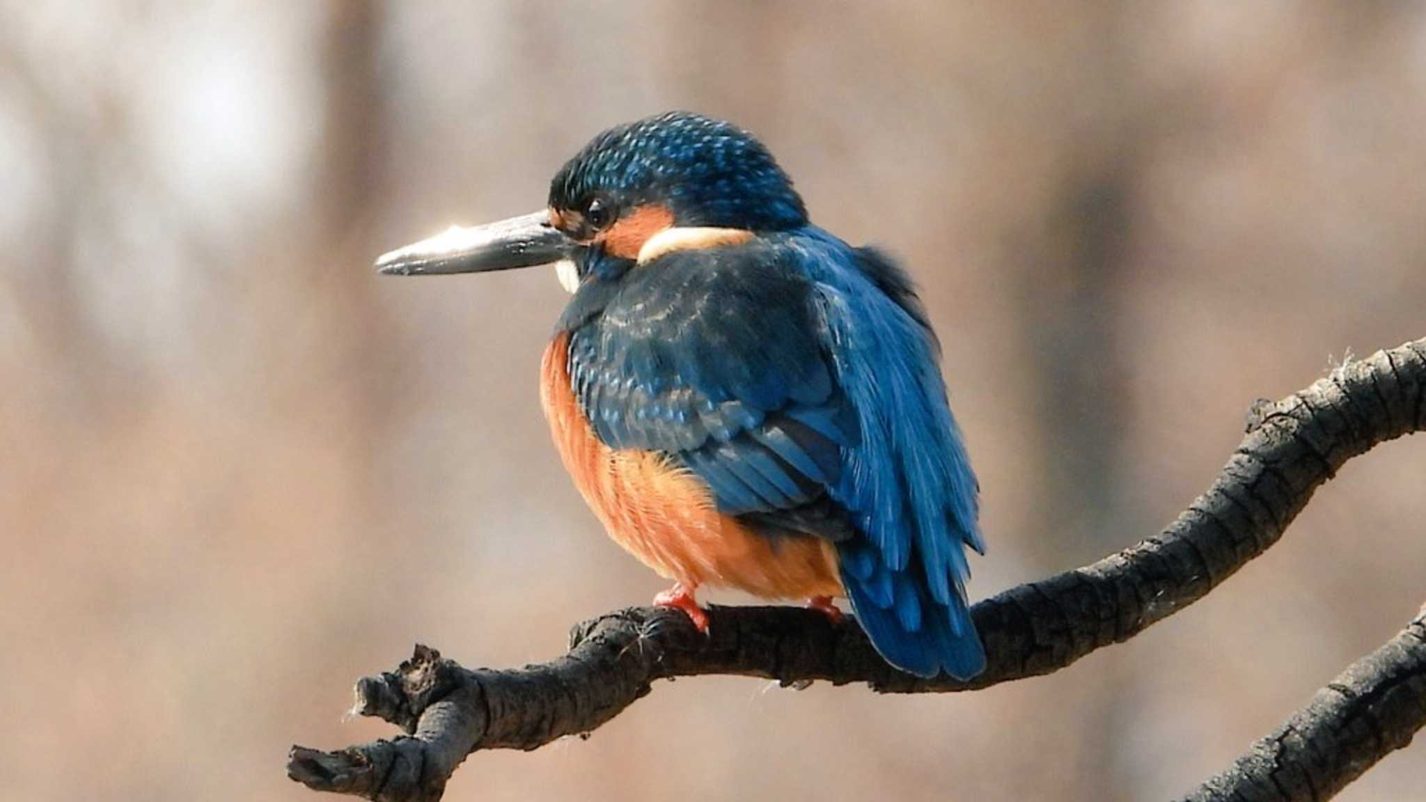 井の頭公園 カワセミの写真