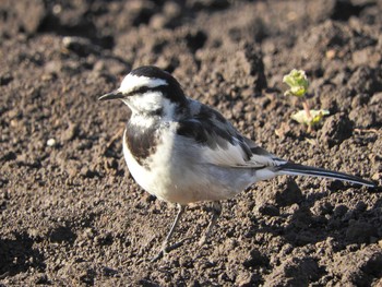 Fri, 1/29/2021 Birding report at 砂川堀北野調整池