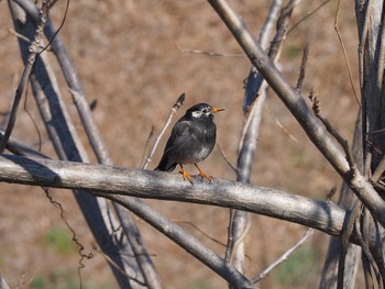 White-cheeked Starling 鶴見川中流 Fri, 1/29/2021