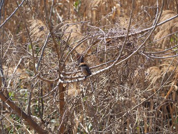 Bull-headed Shrike 鶴見川中流 Fri, 1/29/2021