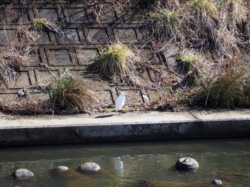 Little Egret 鶴見川中流 Fri, 1/29/2021