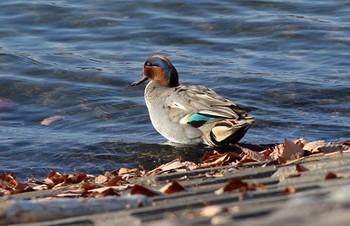 コガモ 狭山湖 2016年12月18日(日)