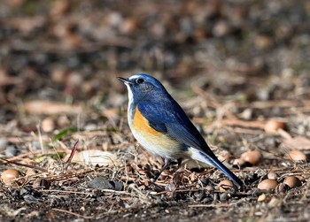 ルリビタキ 栃木県 撮影日未設定