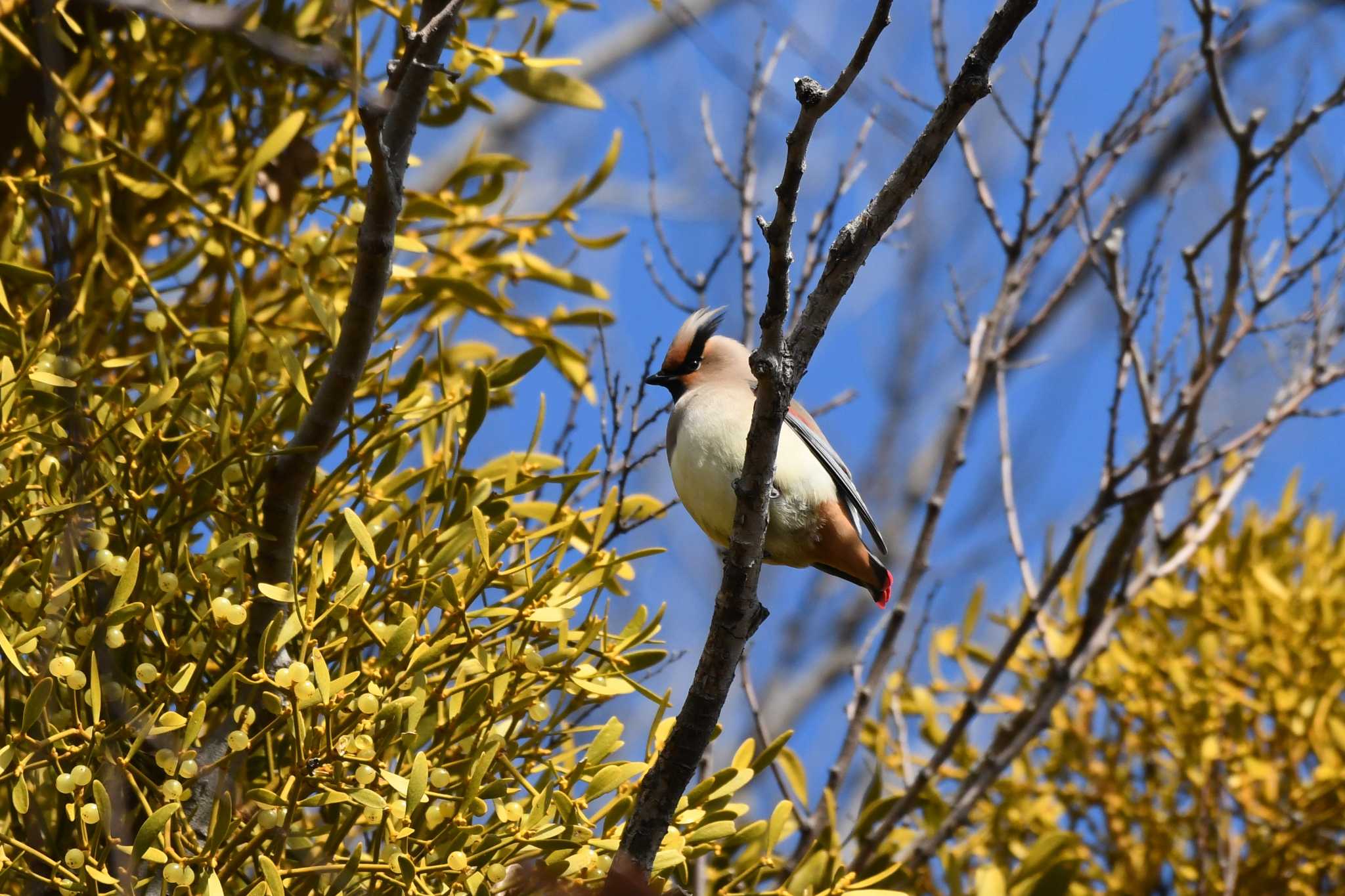 Japanese Waxwing