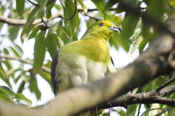 アオバト 馬見丘陵公園 2021年1月16日(土)