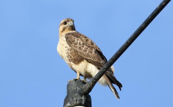 ノスリ 埼玉県吉見町 2016年12月19日(月)