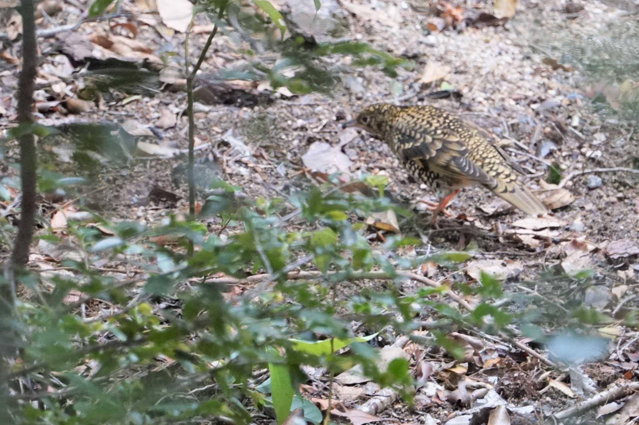 甲山森林公園 トラツグミの写真