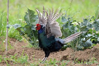 Green Pheasant 平塚 Wed, 6/3/2020