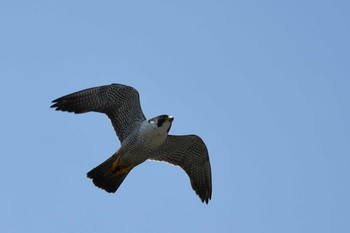 Peregrine Falcon 江の島 Sat, 5/14/2016