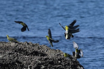 White-bellied Green Pigeon Terugasaki Beach Sun, 5/22/2016