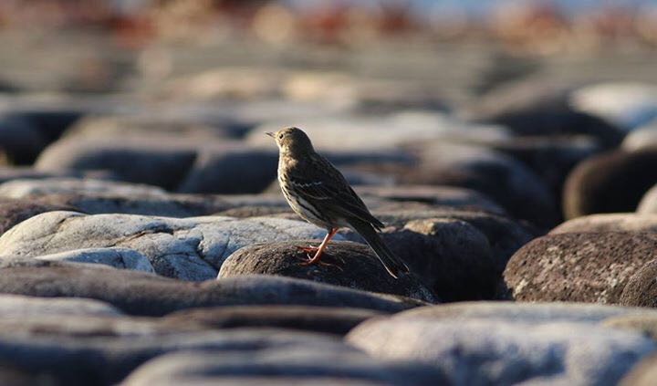 Photo of Water Pipit at 狭山湖 by 福島嵩之
