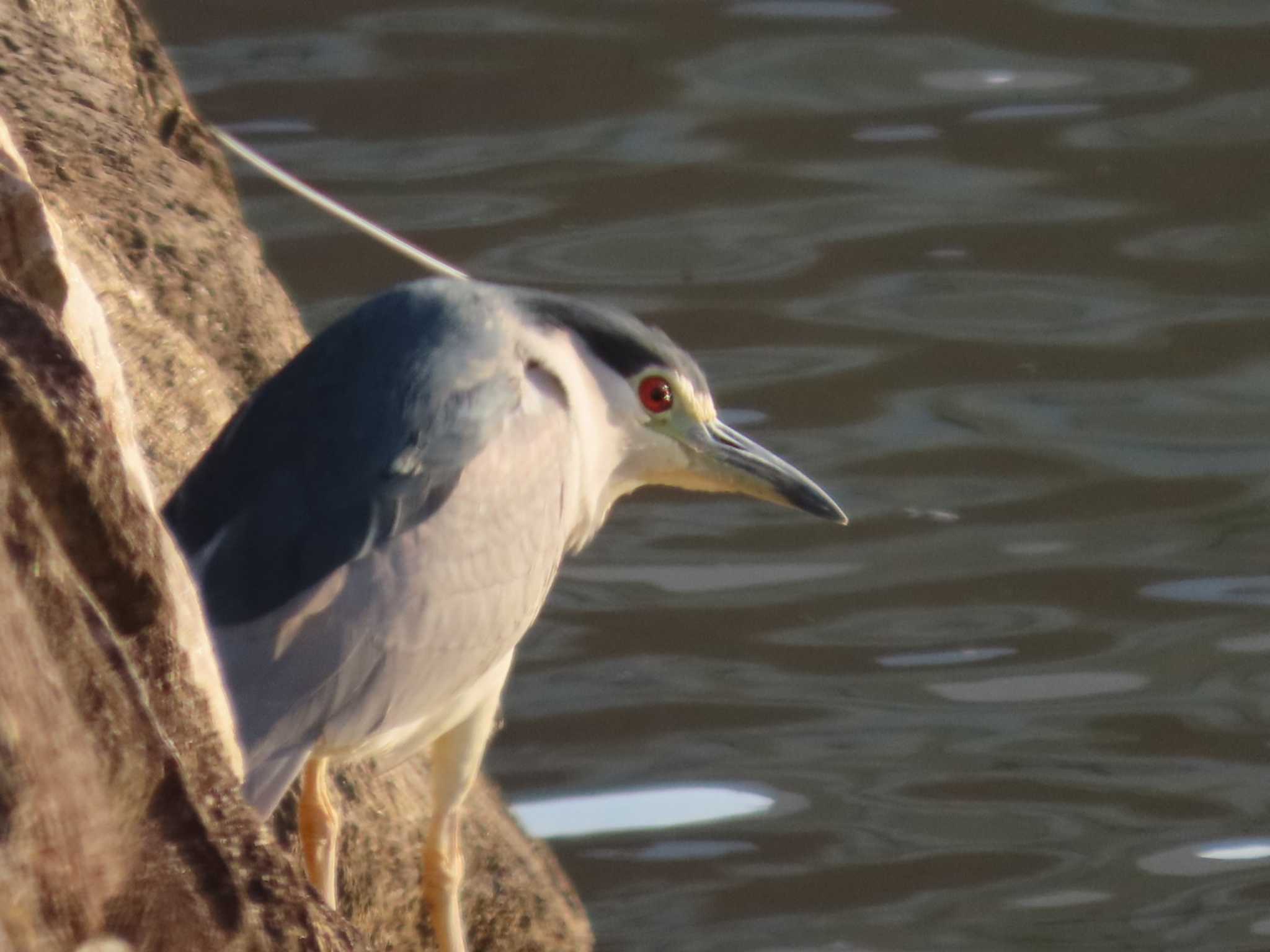 Photo of Black-crowned Night Heron at 岡山烏城公園 by タケ