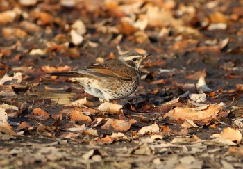 Dusky Thrush 狭山湖 Sun, 12/18/2016