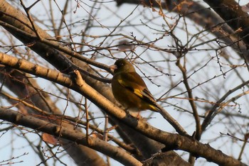 Grey-capped Greenfinch 東京都北区 Tue, 1/26/2021
