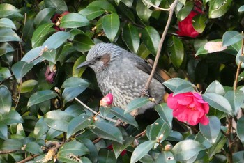 Brown-eared Bulbul 東京都北区 Tue, 1/26/2021