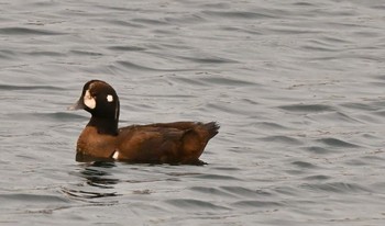 Harlequin Duck 北海道瀬棚港 Thu, 1/28/2021