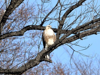 Eastern Buzzard Unknown Spots Fri, 1/29/2021