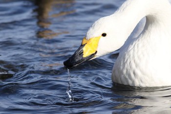 オオハクチョウ 青森県十和田市 2016年12月14日(水)