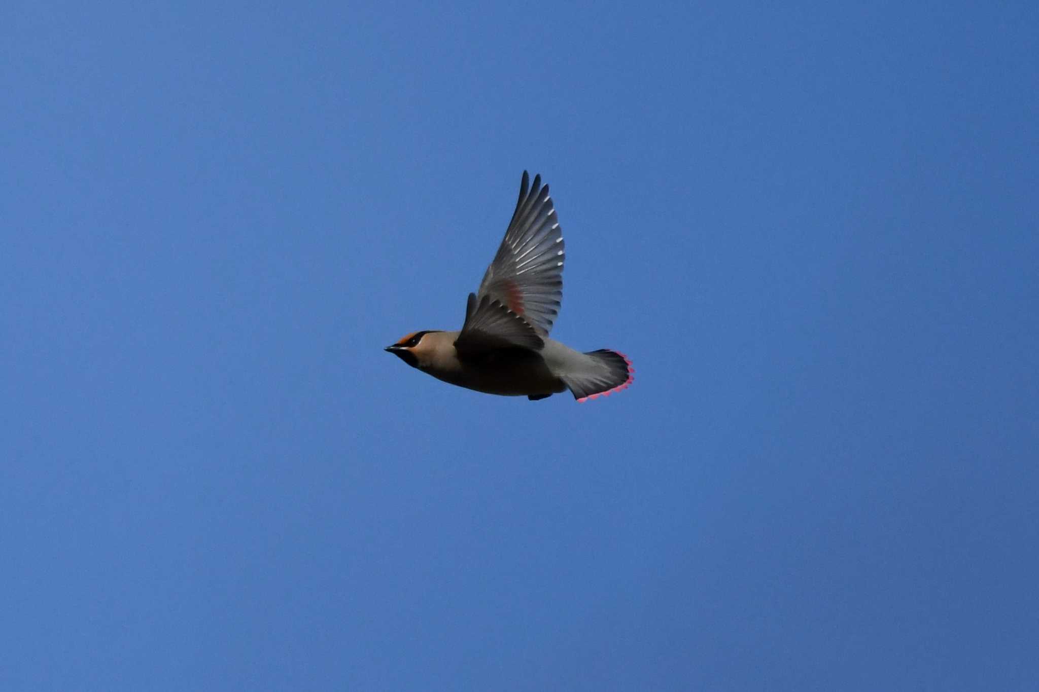 Japanese Waxwing