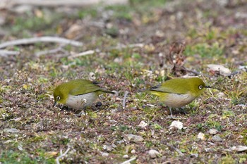 Fri, 1/29/2021 Birding report at 世界の梅公園