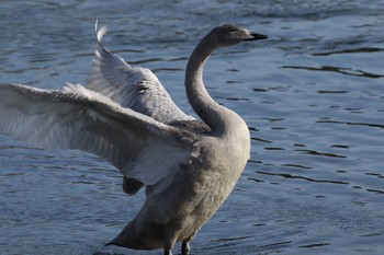 オオハクチョウ 青森県十和田市 2016年12月14日(水)