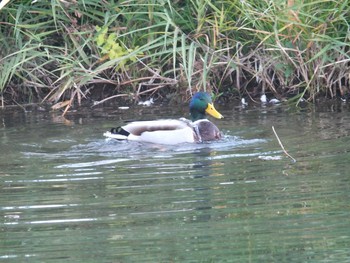 Mallard 清瀬金山調節池 Tue, 11/17/2020