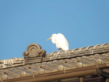 Great Egret 清瀬金山緑地公園 Tue, 11/17/2020