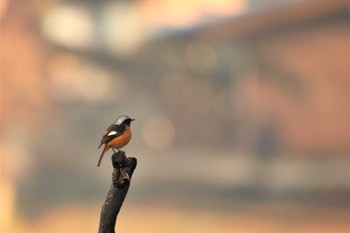 2021年1月29日(金) 守谷市大柏里山の野鳥観察記録