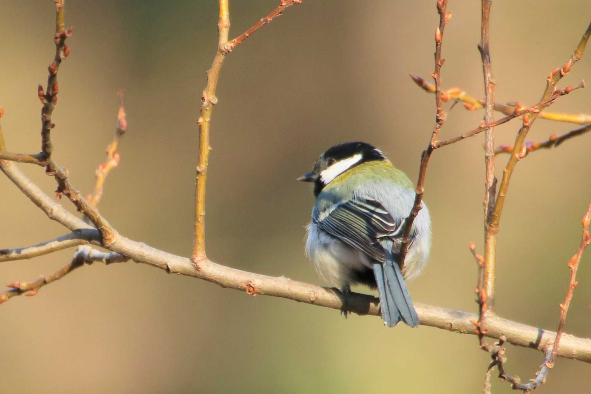 Japanese Tit