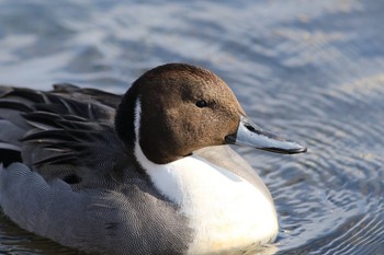 Northern Pintail 青森県十和田市 Wed, 12/14/2016